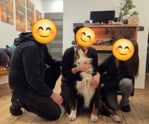 Niesamowita historia berneńczyka z Bydgoszczy! Bella wreszcie wróciła do domu