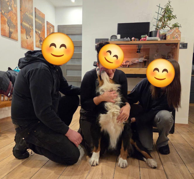 Niesamowita historia berneńczyka z Bydgoszczy! Bella wreszcie wróciła do domu