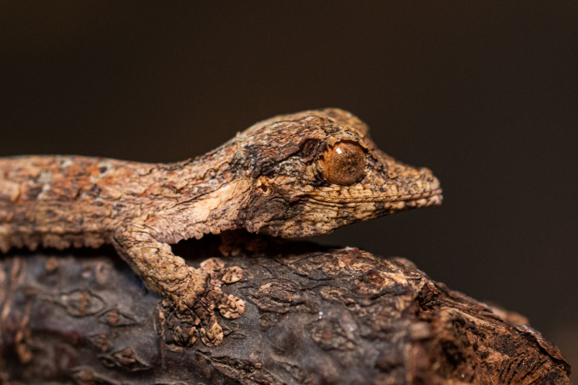 Gekony Henkela we wrocławskim zoo