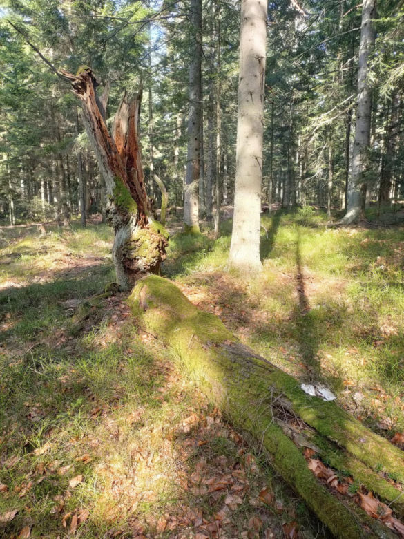 Bliżyńskie Lasy Naturalne