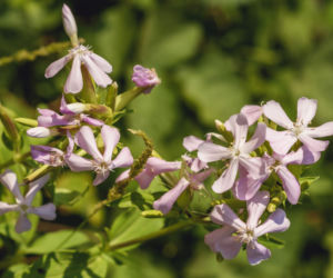 Mydlnica lekarska
