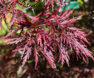 Klon palmowy 'Dissectum Garnet'