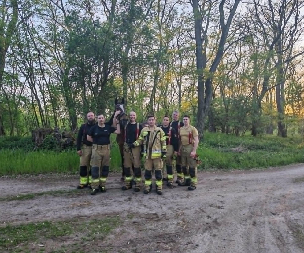 Koń grzązł w bagnie i tracił siły. Heroiczna akcja strażaków ochotników!