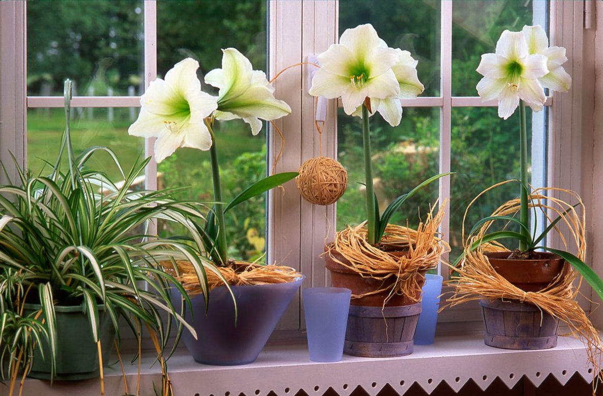 Hippeastrum