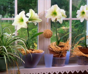 Hippeastrum
