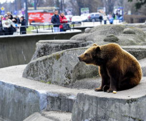 Koniec z misiami w zoo!