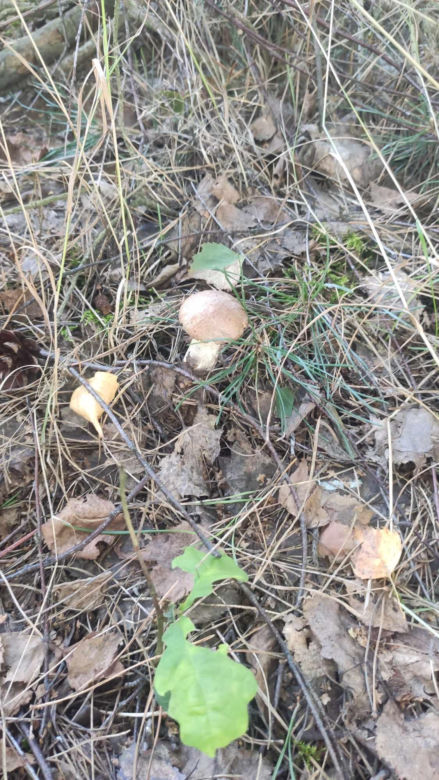 Grzybobranie Podkarpacie