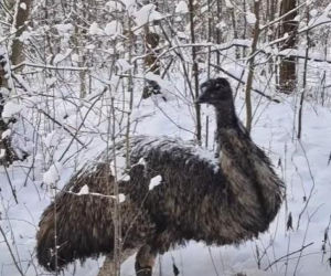Emu spacerowało po lesie pod Garwolinem! Nagranie hitem sieci