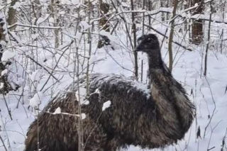 Emu spacerowało po lesie pod Garwolinem! Nagranie hitem sieci