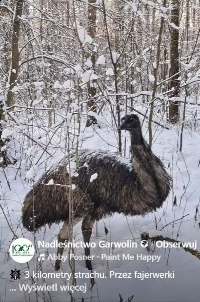Emu spacerowało po lesie pod Garwolinem! Nagranie hitem sieci