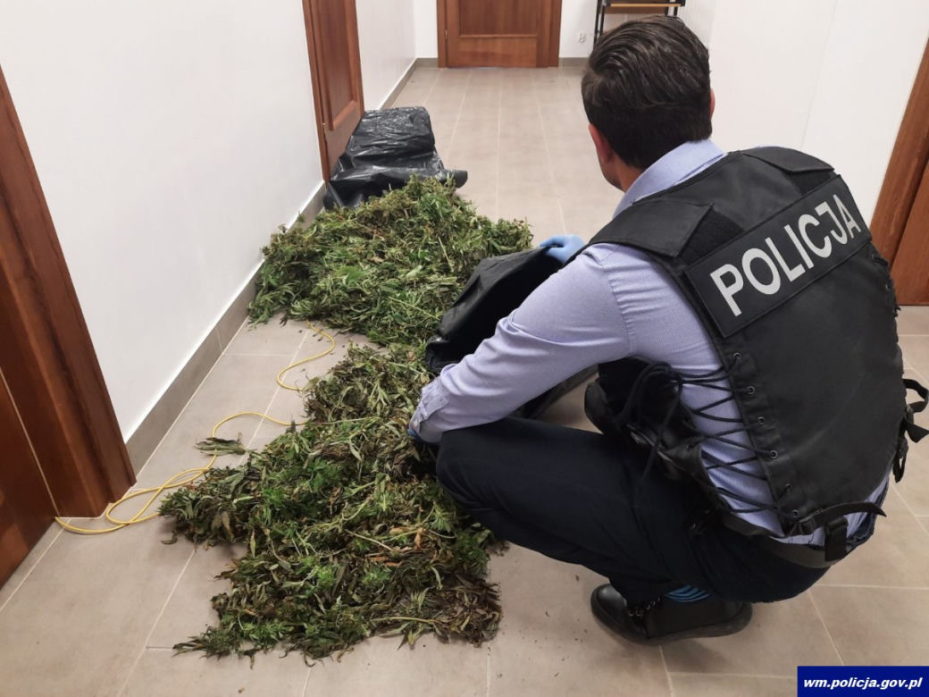 Kosewo. Wracał ze zbiorów. W seacie miał blisko 9 kilogramów marihuany [FOTO]