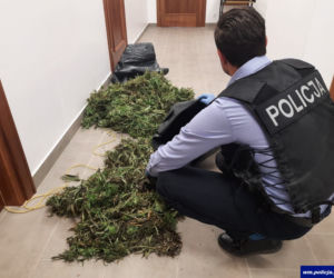 Kosewo. Wracał ze zbiorów. W seacie miał blisko 9 kilogramów marihuany [FOTO]