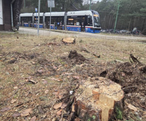Przebudowa pętli Las Gdański ruszy w 2026 roku. Wycięto ponad 330 drzew!