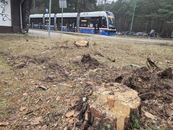 Przebudowa pętli Las Gdański ruszy w 2026 roku. Wycięto ponad 330 drzew!