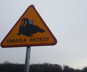 Zdrowo aktywnie charytatywnie - czyli morsy w akcji
