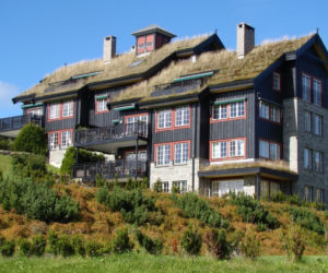 zielony-dach