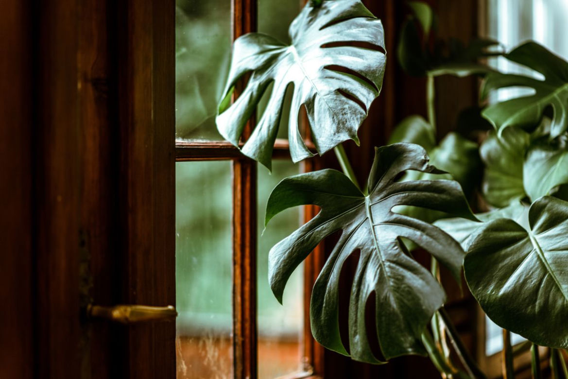 Monstera dziurawa