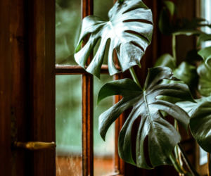 Monstera dziurawa