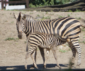 Zebra Chapmana