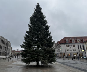 Wielki choinka stanęła na Rynku Kościuszki