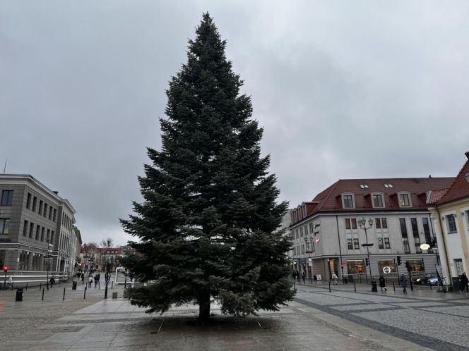 Wielki choinka stanęła na Rynku Kościuszki