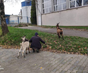SZOK! Kozy błąkały się po Kaliszu. Jak się tu znalazły? [ZDJĘCIA]