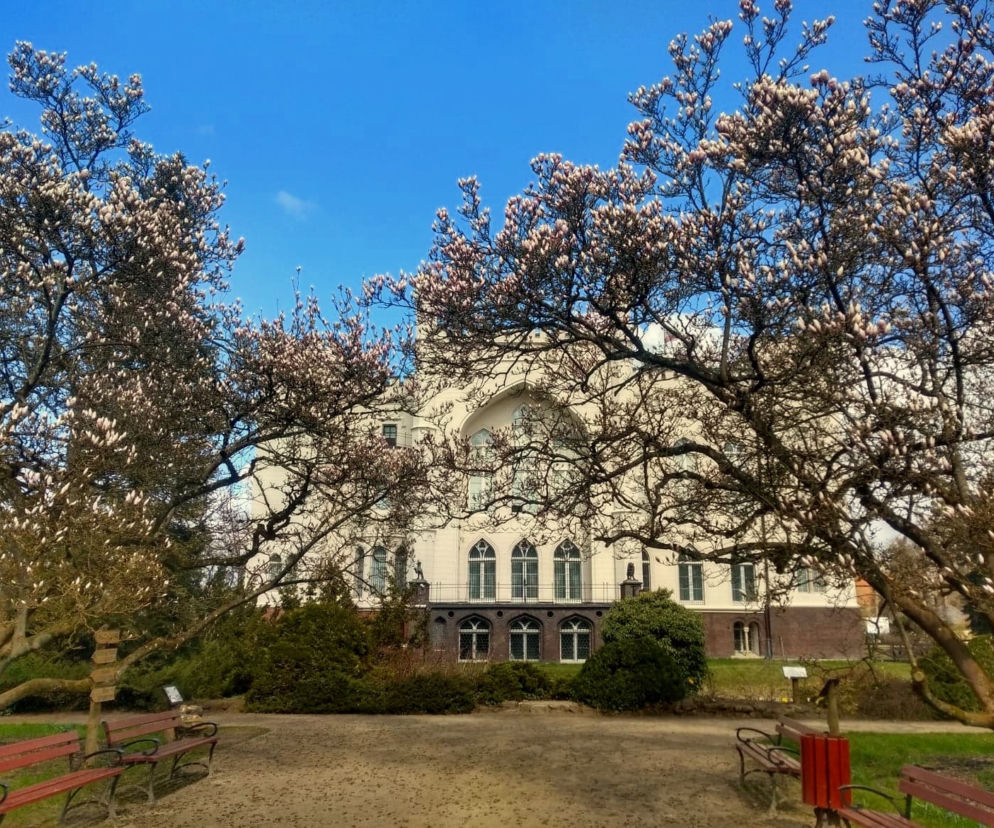 Magnolie, ale nie tylko... W arboretum kórnickim kwitnie coraz więcej roślin