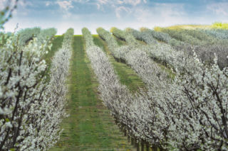 Kwitnie świętokrzyska kraina śliwki. Polskie Carcassone zapiera dech 