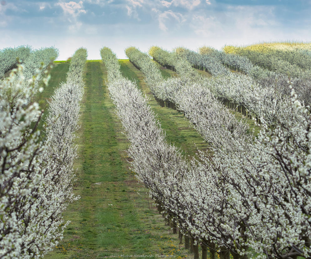 Polska stolica śliwki tonie w kwiatach. Musisz to zobaczyć teraz!