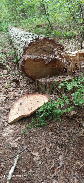 Ktoś zniszczył gniazdo bielika, zginęły maleńkie pisklęta
