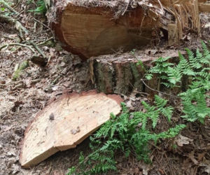Ktoś zniszczył gniazdo bielika, zginęły maleńkie pisklęta