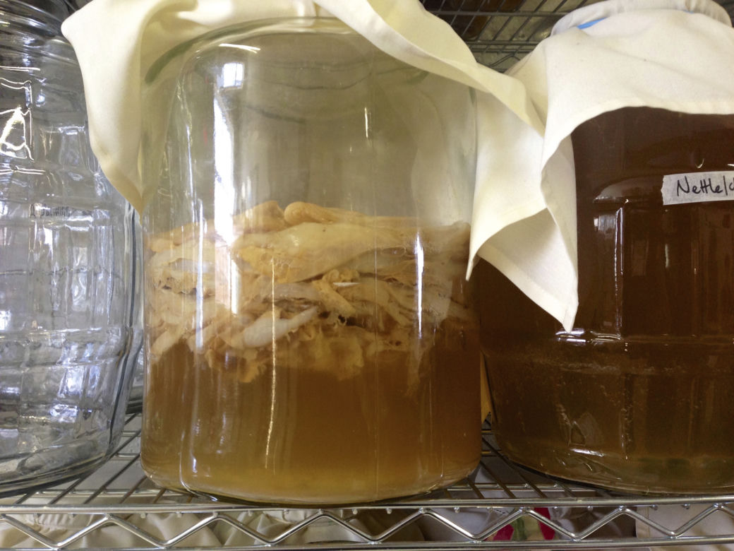 KOMBUCHA (kombucza) - właściwości grzyba herbacianego