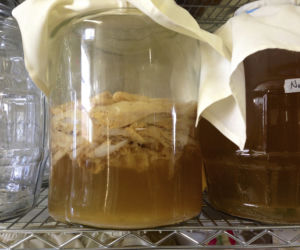 KOMBUCHA (kombucza) - właściwości grzyba herbacianego