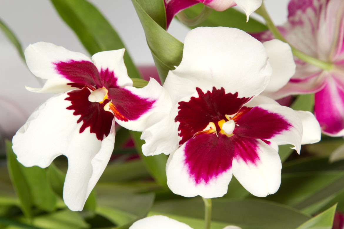 Storczyk Miltonia