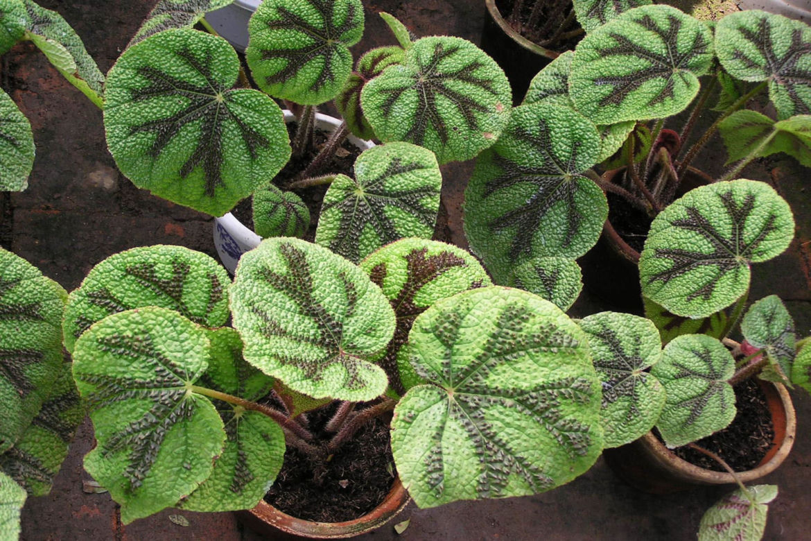 Begonia Masona