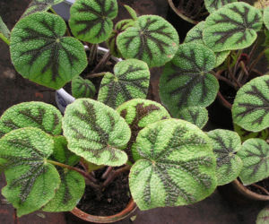 Begonia Masona