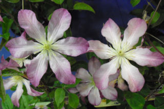 Powojnik wielkokwiatowy 'Frau Susanne' - Clematis 'Frau Susanne'