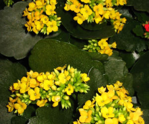 kalanchoe
