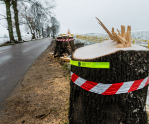 WARIAT Z PIŁĄ grasuje na Pomorzu! Naciął kilkadziesiąt drzew. Jedno RUNĘŁO NA DROGĘ
