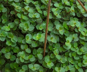 Callisia (smużyna)