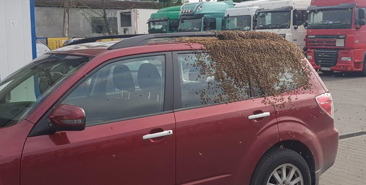 Rój pszczół zaatakował auto