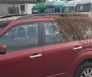 Rój pszczół zaatakował auto