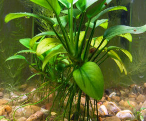 Anubias