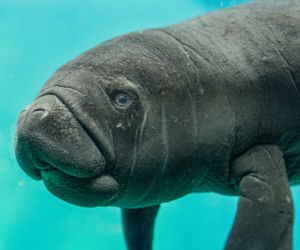 W zoo we Wrocławiu urodził się kolejny manat