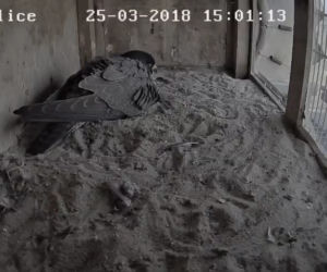 Sokoły wędrowne w Policach