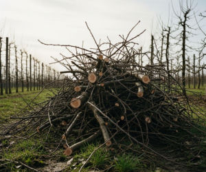 Jak zarobić na wiosennych przycinkach? 