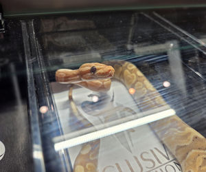 Egzotyczny świat zawitał do Bydgoszczy! Pająki i węże były na wyciągnięcie ręki