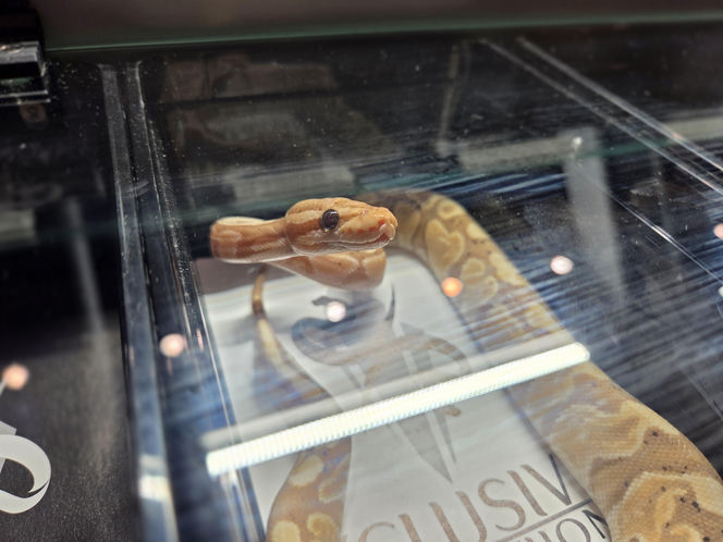 Egzotyczny świat zawitał do Bydgoszczy! Pająki i węże były na wyciągnięcie ręki