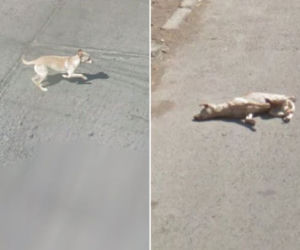 Google-Street-View-dog