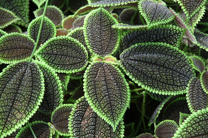 Pilea involucrata. Kwiat przyjaźni, który pięknie wygląda w każdym wnętrzu